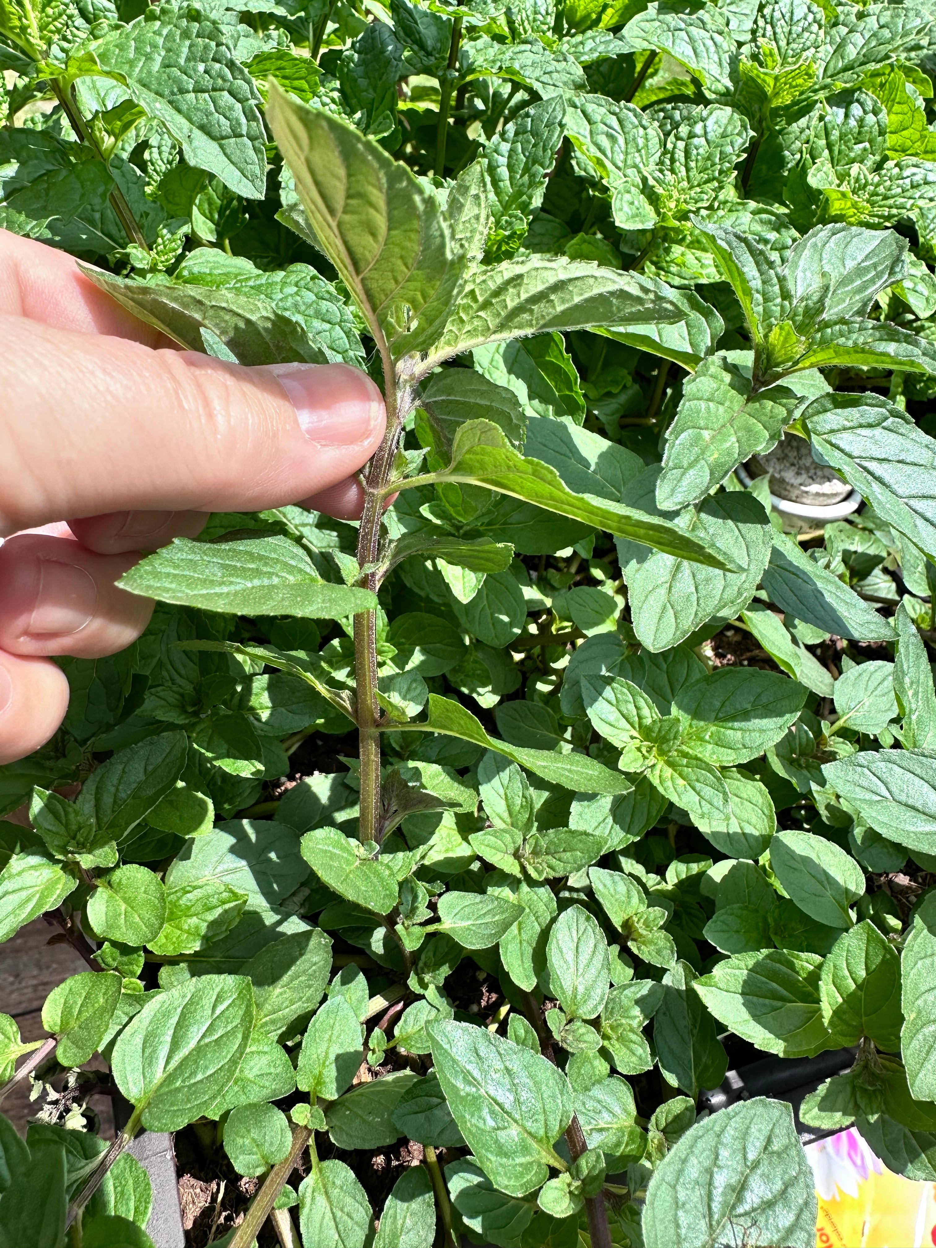 Chocolate Mint Cutting (Mentha × piperita f. citrata) - Live Herb Plant Starter