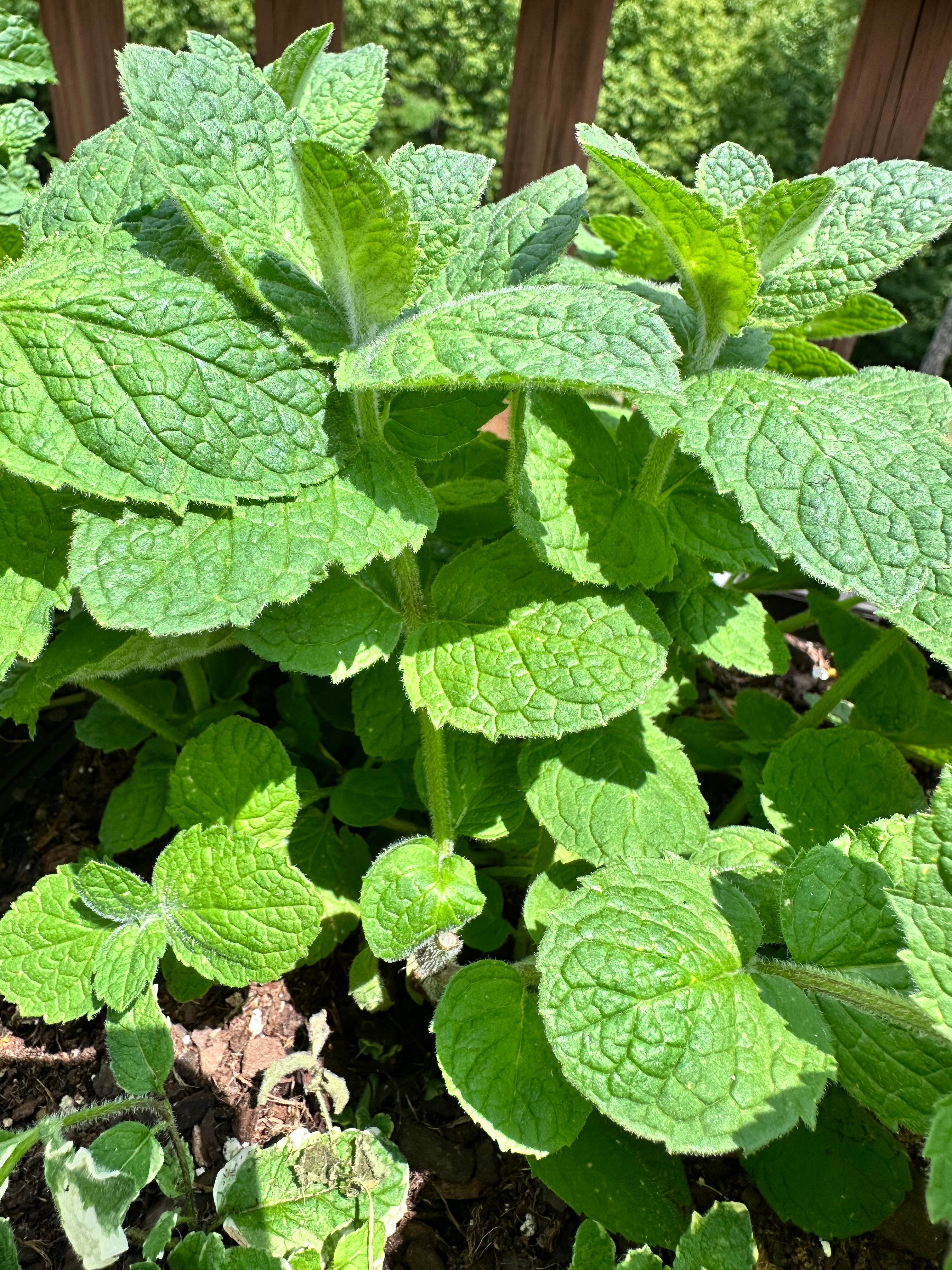 Apple Mint Cutting (Mentha suaveolens) - Live Herb Plant Starter