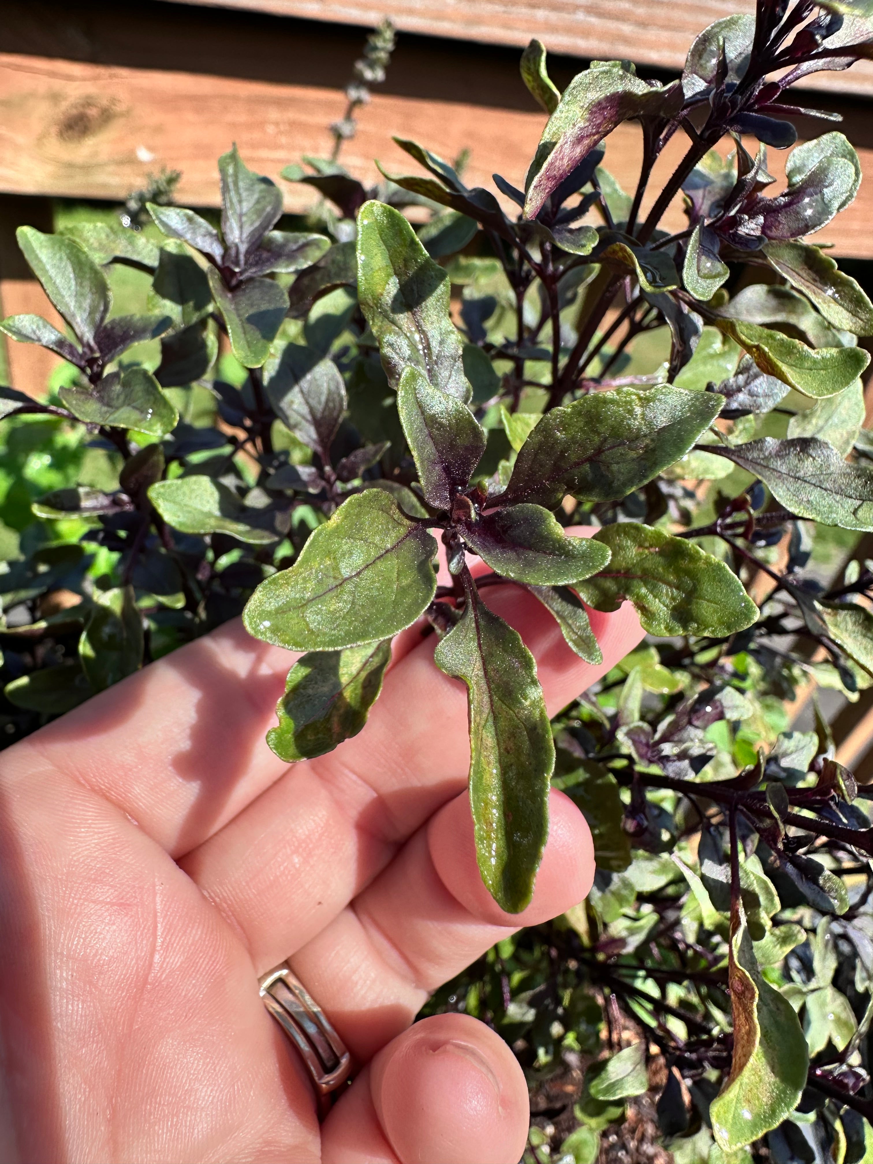 Purple Bush Basil Cutting (Ocimum basilicum 'Purple Bush') - Live Herb Plant Starter
