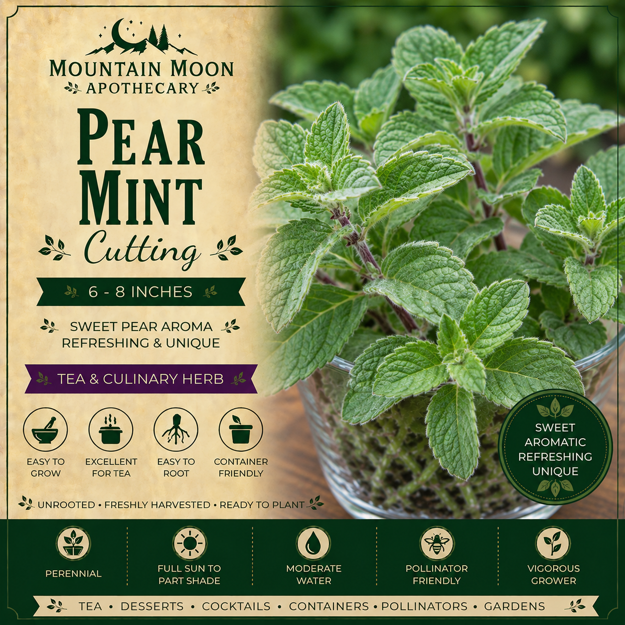 Pear Mint Cutting (Mentha 'Pear') - Live Herb Plant Starter